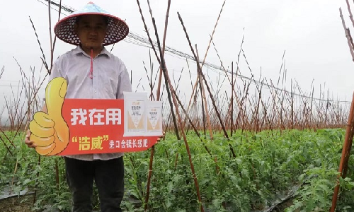 番茄增收案例